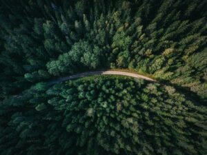 Following God: The Forest or the Trees?